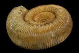 Jurassic Ammonite (Stephanoceras) Fossil - France #129416-1